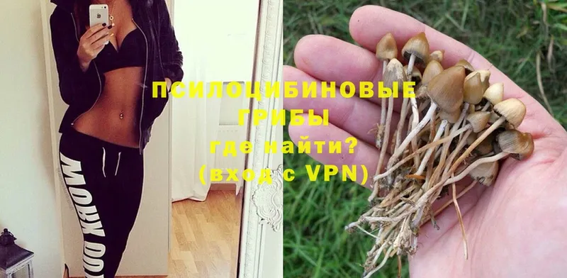 Галлюциногенные грибы Psilocybe  Оса 